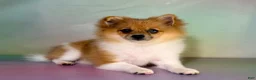 Pomeranian dogs for sale: ACA speckles partial blue eye - Ad 6