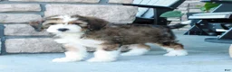 Bernedoodle dogs for sale: Sarge  - Ad 5