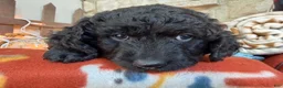 Mixed Breed dogs for sale: Frost (Boy) - Ad 3