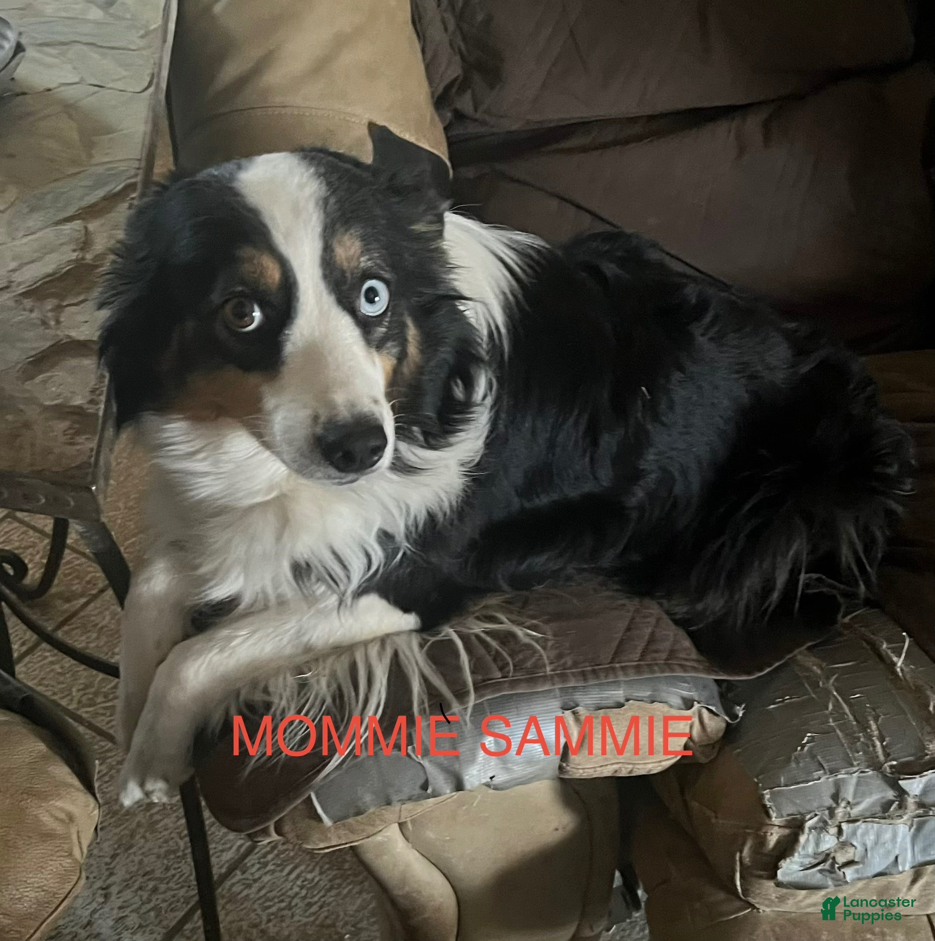Australian Shepherd dogs Australian Shepherd 1 - Ad 2