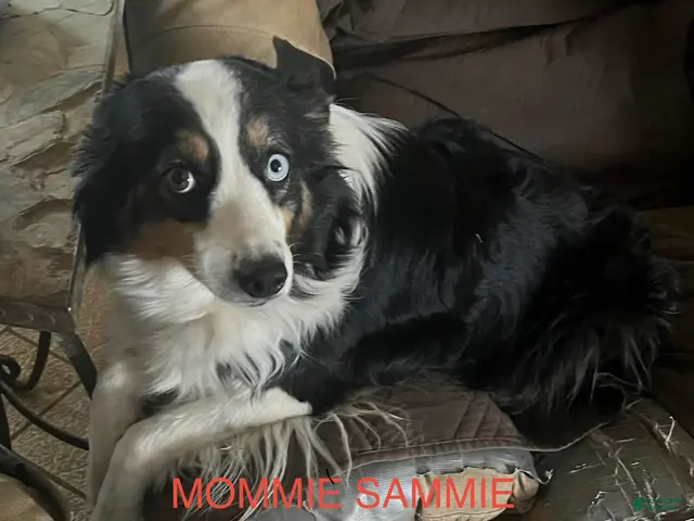 Australian Shepherd dogs for sale: Australian Shepherd 1 - Ad 2