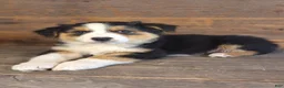 Australian Shepherd dogs for sale: Adam - Ad 9