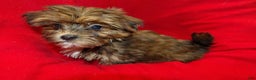 Shorkie dogs for sale: June - Ad 6