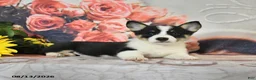 Welsh Corgi Pembroke dogs for sale: Lexi  - Ad 3