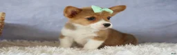 Welsh Corgi Pembroke dogs for sale: Zella 💗 - Ad 5