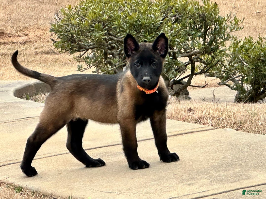 Gallery Image {{count}}