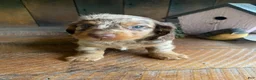 Miniature Dachshund dogs for sale: Chuck - Ad 11