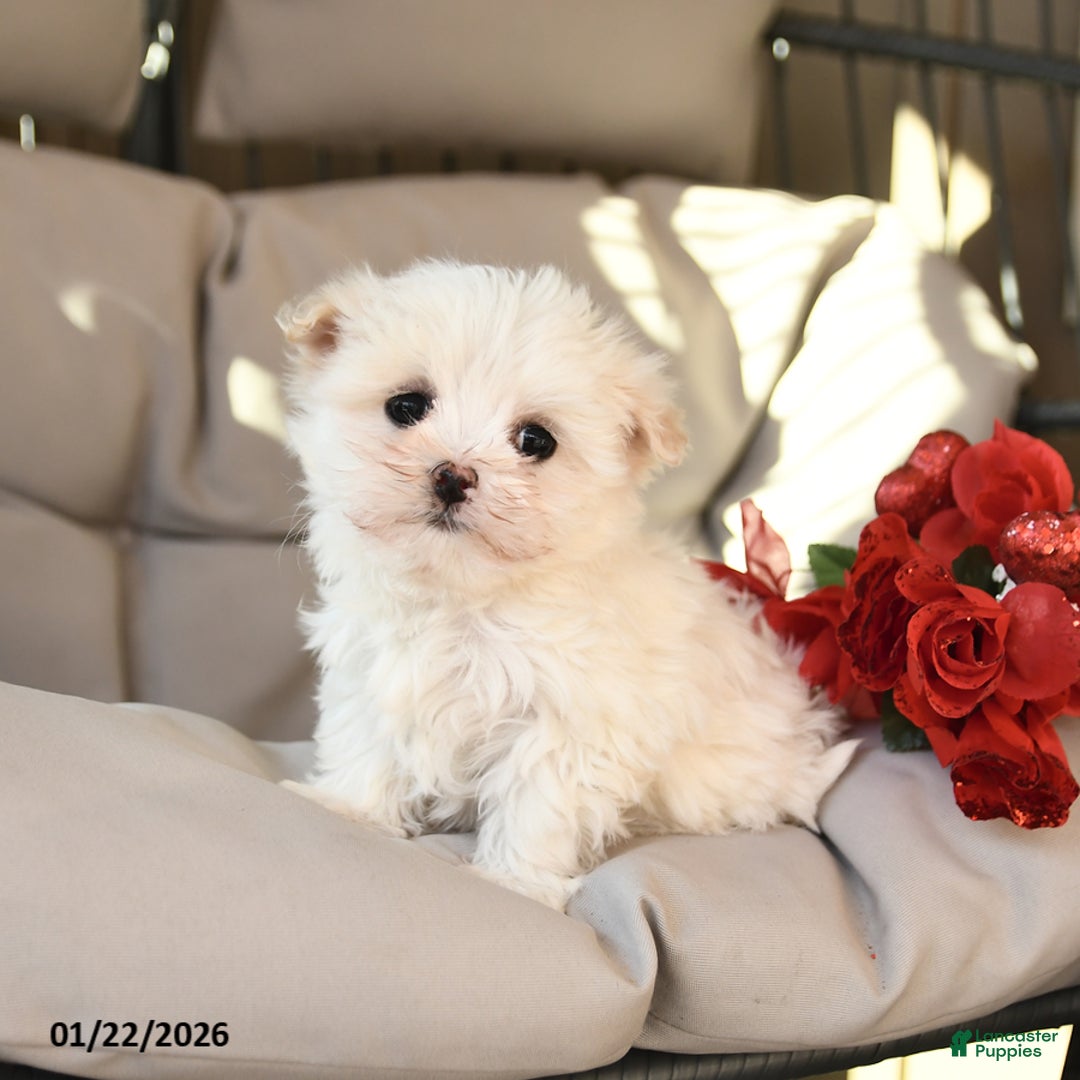 Mixed Breed dogs for sale: Lucy - Ad 1