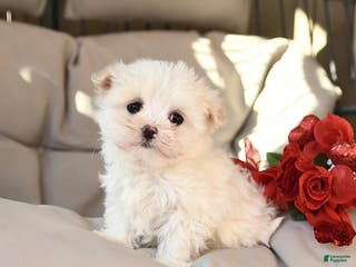 Mixed Breed dogs for sale: Lucy - Ad 1