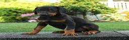 Doberman Pinscher dogs for sale: Ivy - Ad 3