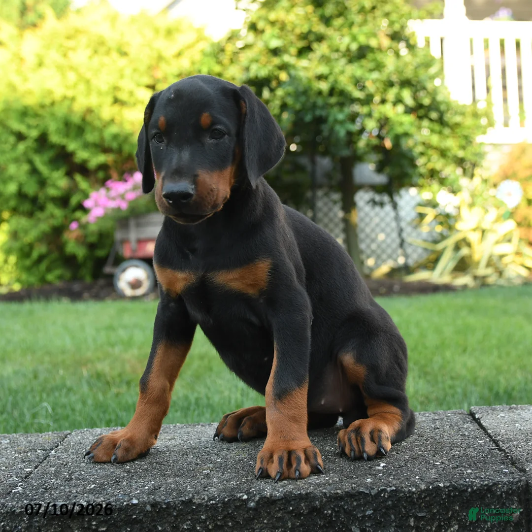 Doberman Pinscher dogs for sale: Ivy - Ad 3