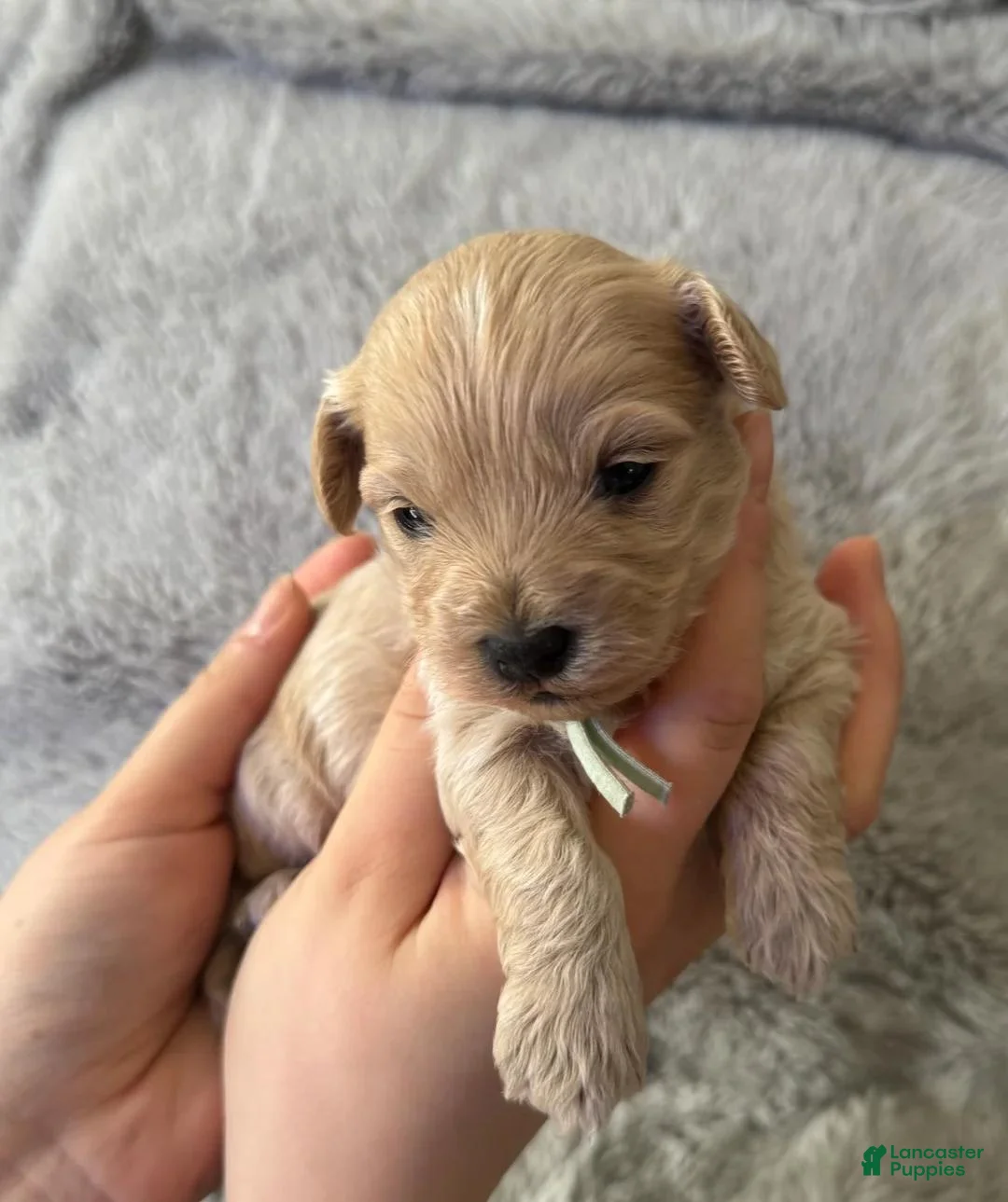 Maltipoo dogs for sale: Bella - Ad 2