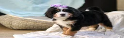 Mini Bernedoodle dogs for sale: Chloe - Ad 7