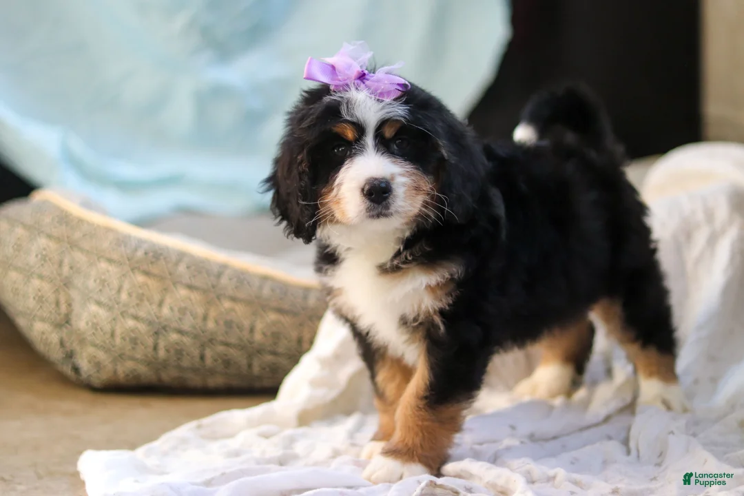 Mini Bernedoodle dogs for sale: Chloe - Ad 7