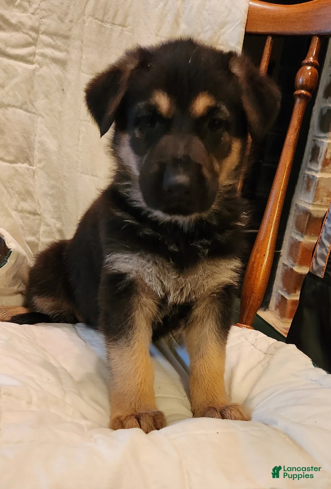 German Shepherd dogs for sale: German Shepherd Puppy 3 - Red - Ad 2