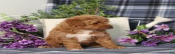 Miniature Poodle dogs for sale: Trina - Ad 5