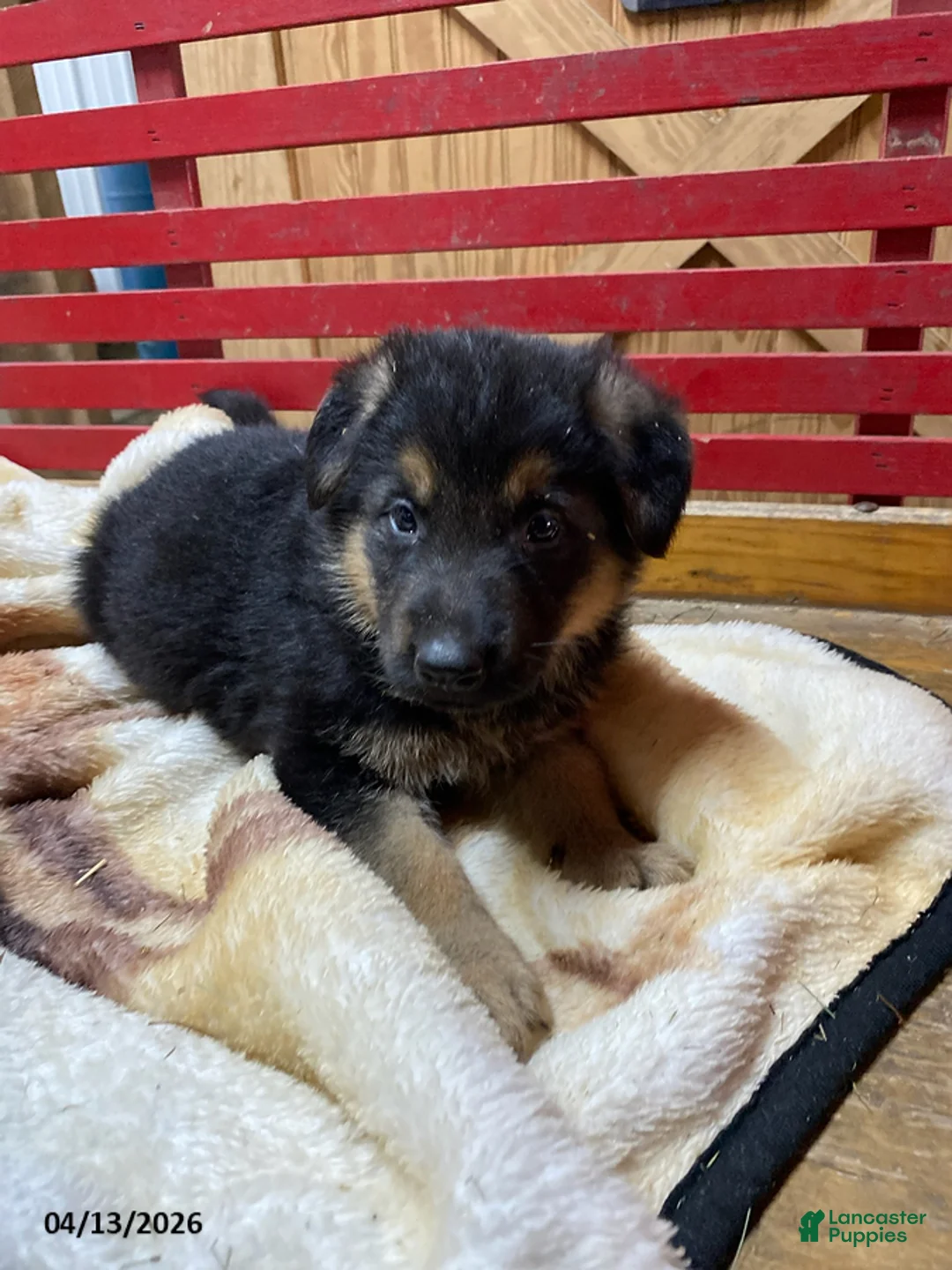 German Shepherd dogs for sale: Trevor - Ad 1