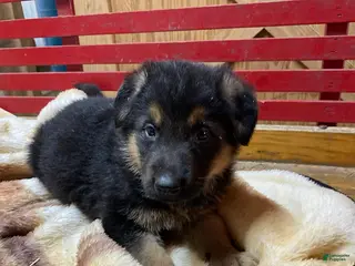 German Shepherd dogs for sale: Trevor - Ad 3
