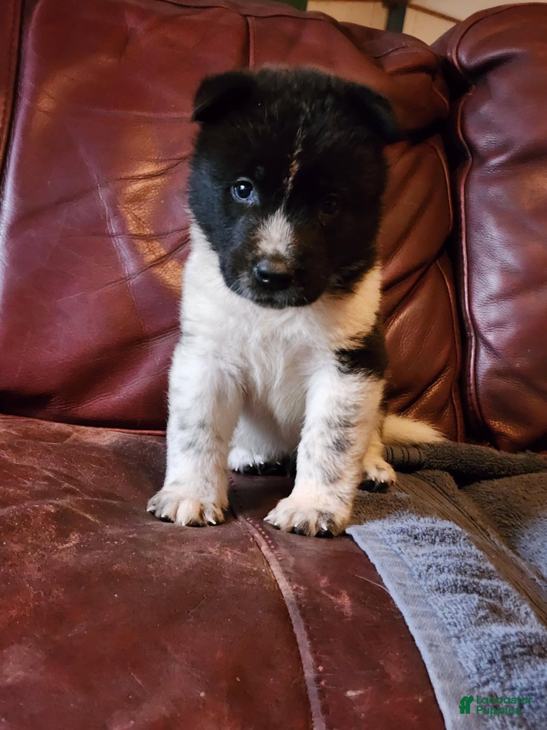 Akita dogs for sale: Akita Puppy Girl 5 - Ad 11