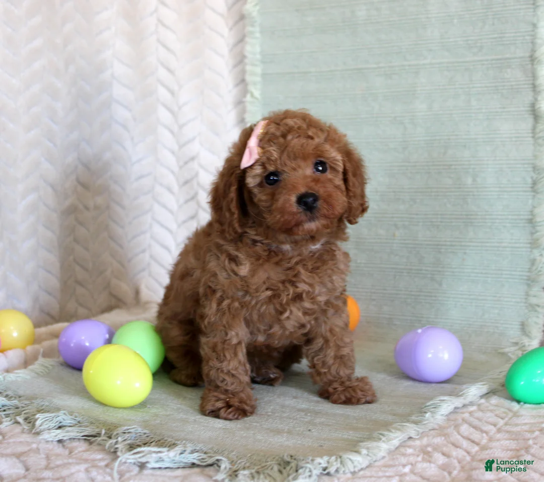 Toy Poodle dogs for sale: Happy - Ad 1