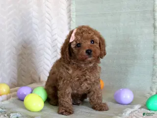 Toy Poodle dogs Happy - Ad 22