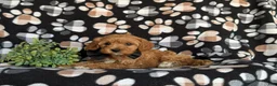 Cavapoo dogs for sale: Murphy - Ad 4