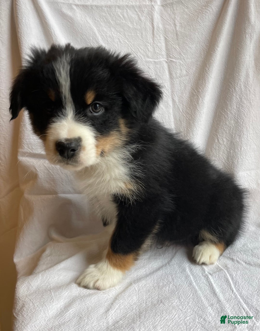 Australian Shepherd dogs for sale: Hero - Ad 3