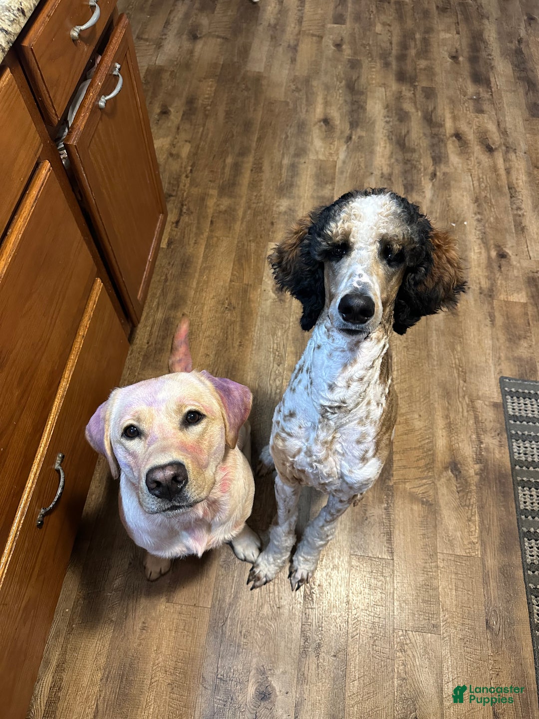 Standard Poodle dogs for sale: Flash - Ad 4