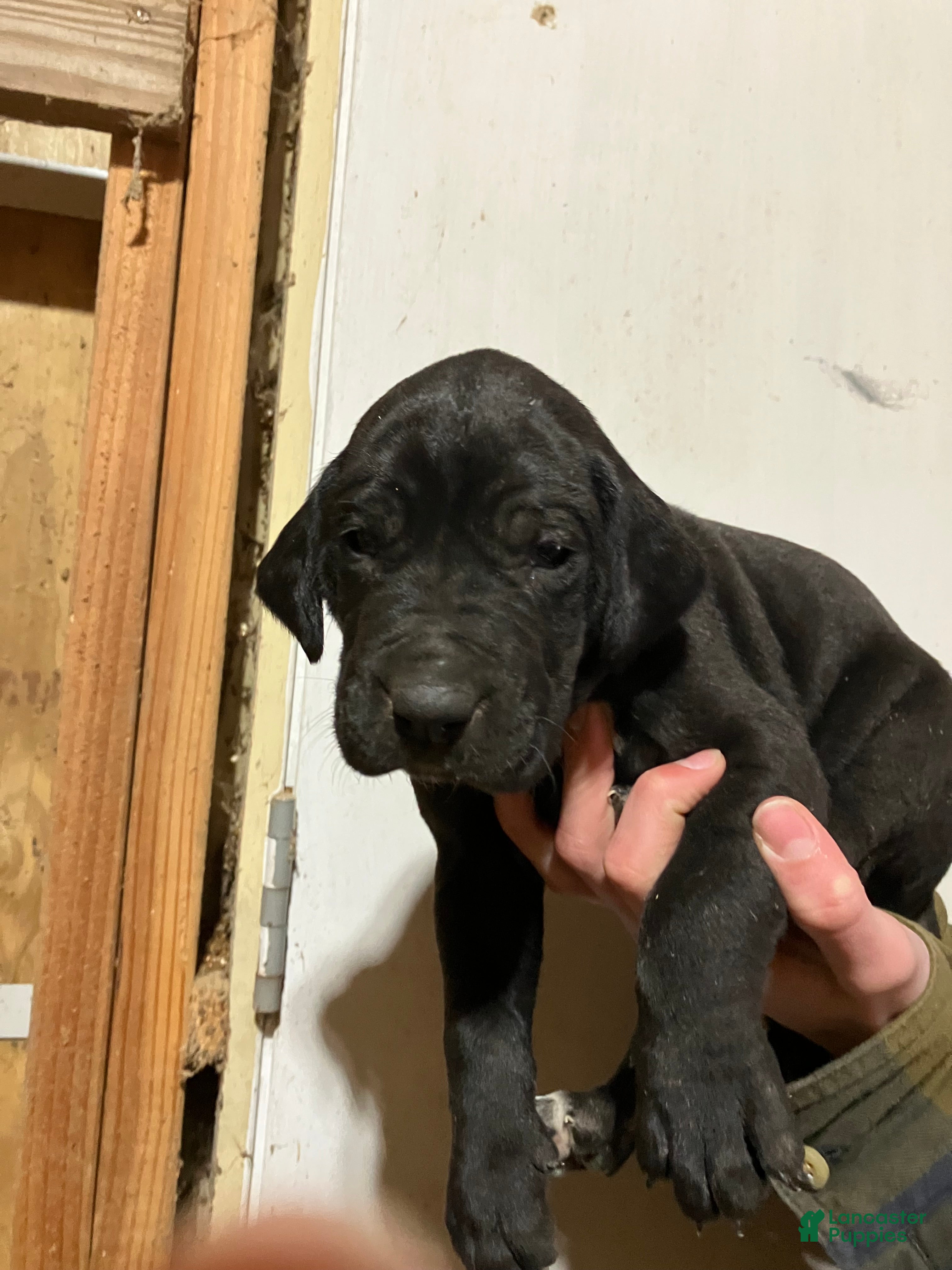 Great Dane dogs Joe - Ad 38