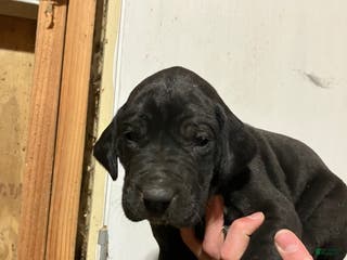 Great Dane dogs Joe - Ad 12