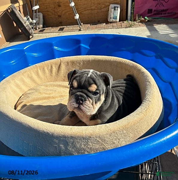 English Bulldog dogs Hershee - Ad 1