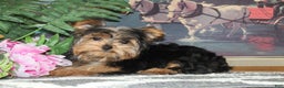 Yorkshire Terrier dogs for sale: Cutie - Ad 5
