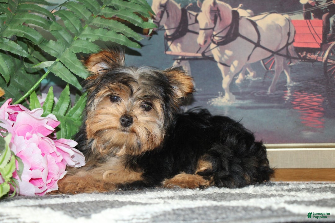 Yorkshire Terrier dogs for sale: Cutie - Ad 5