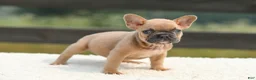 French Bulldog dogs for sale: Ian - Ad 5