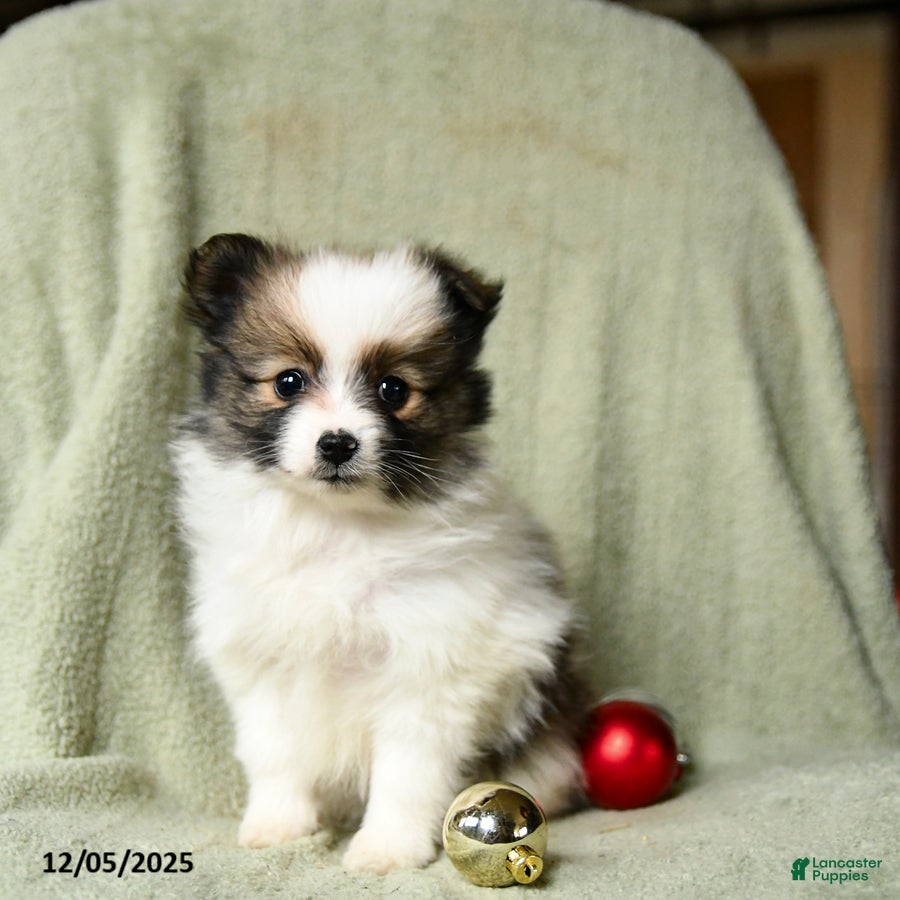 Pomeranian dogs Socks - Ad 8