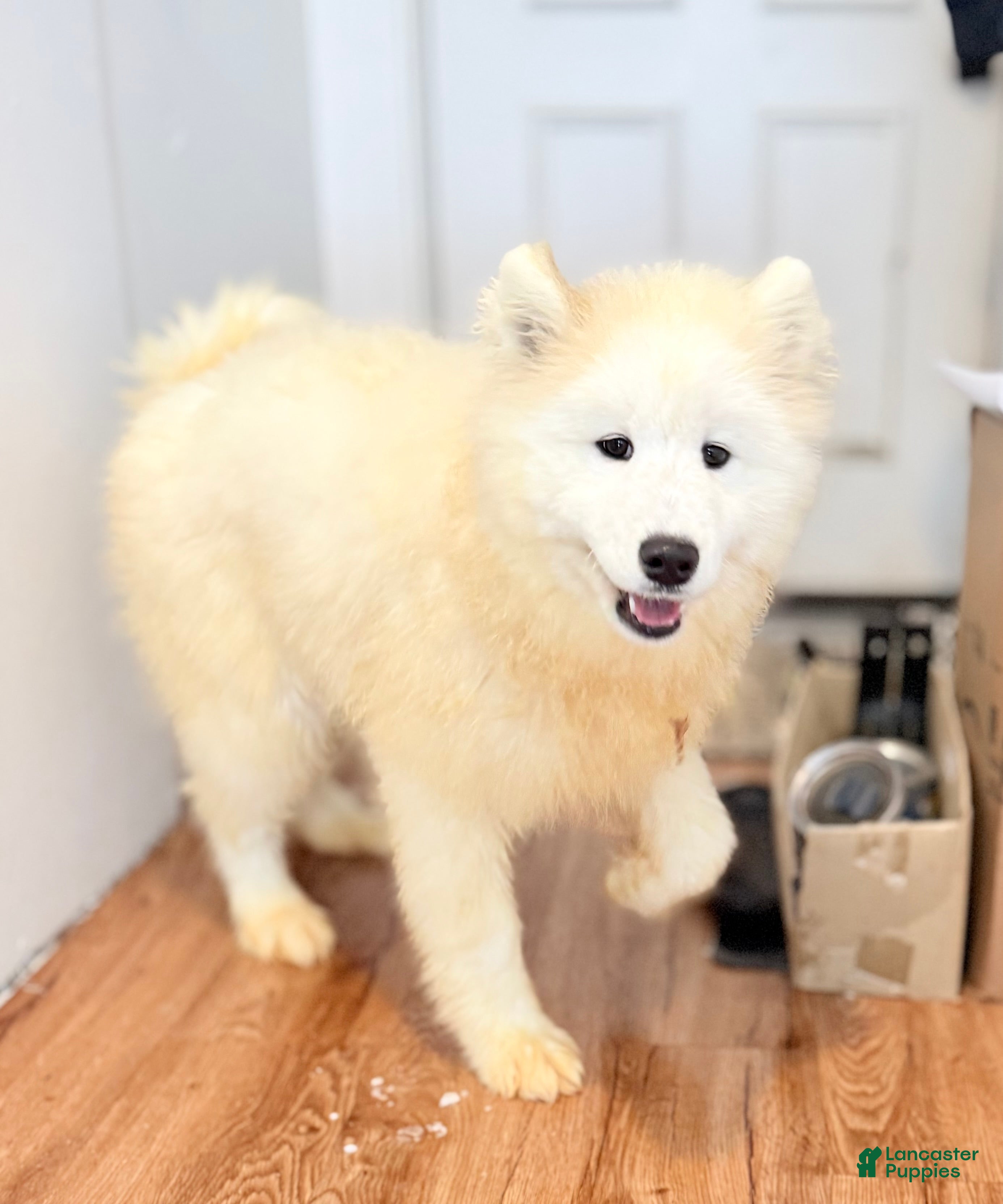 Samoyed dogs Calli - Ad 19
