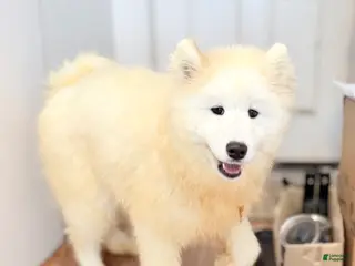 Samoyed dogs Calli - Ad 19
