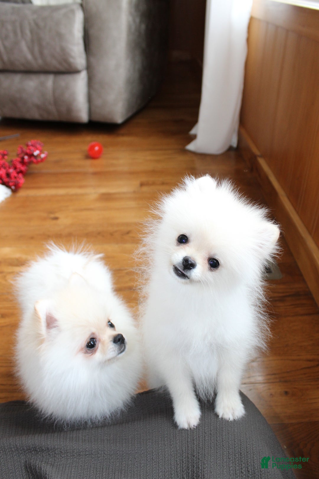 Pomeranian dogs for sale: Teacup Tony - Ad 4