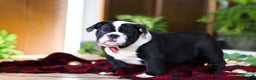 English Bulldog dogs for sale: JoJo - Ad 4