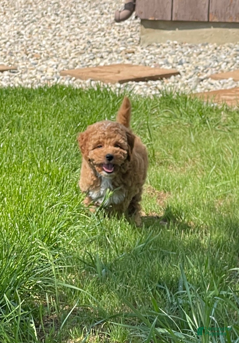 Mini Goldendoodle dogs Sadie Mini Goldendoodle Puppy  - Ad 1