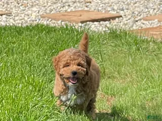 Mini Goldendoodle dogs for sale: Sadie Mini Goldendoodle Puppy - Ad 2