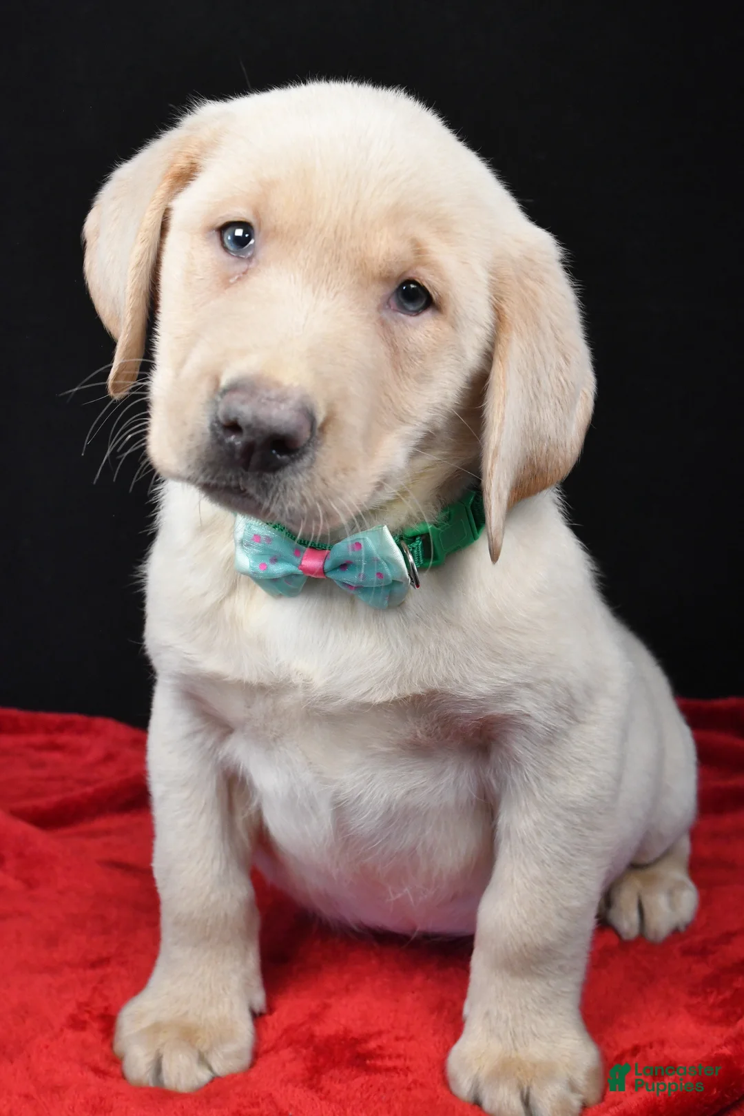 Labrador Retriever dogs for sale: Ranger - Ad 6