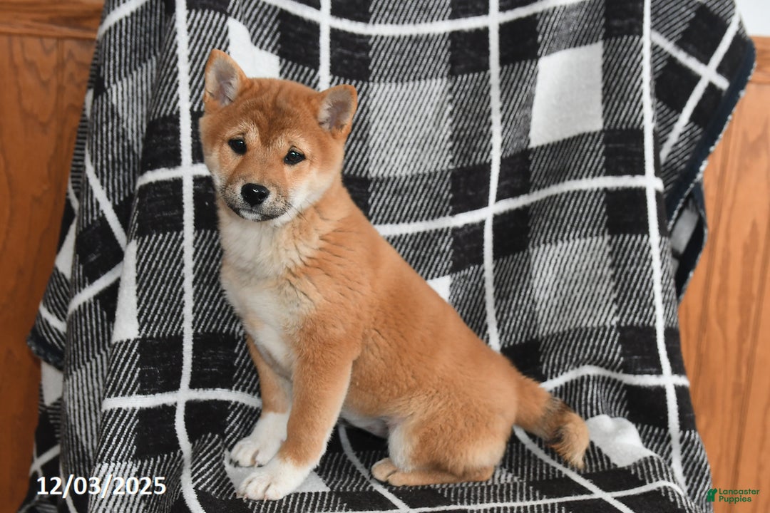 Shiba Inu dogs for sale: Jewel - Ad 5