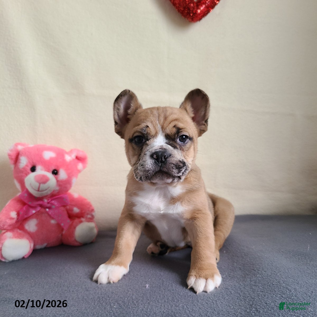 Mixed Breed dogs Milo - Ad 3