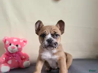 Mixed Breed dogs Milo - Ad 3