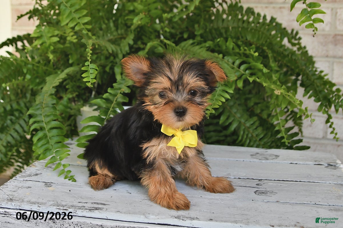 Yorkshire Terrier dogs Benny - Ad 2
