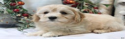 Cavachon dogs for sale: Ruby - Ad 8