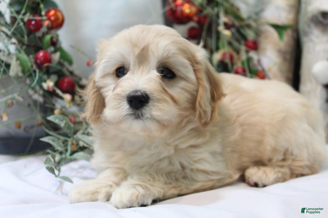 Cavachon dogs for sale: Ruby - Ad 8