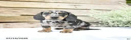 Miniature Dachshund dogs for sale: Dexter - Ad 4
