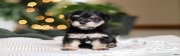 Morkie dogs for sale: Luke - Ad 7
